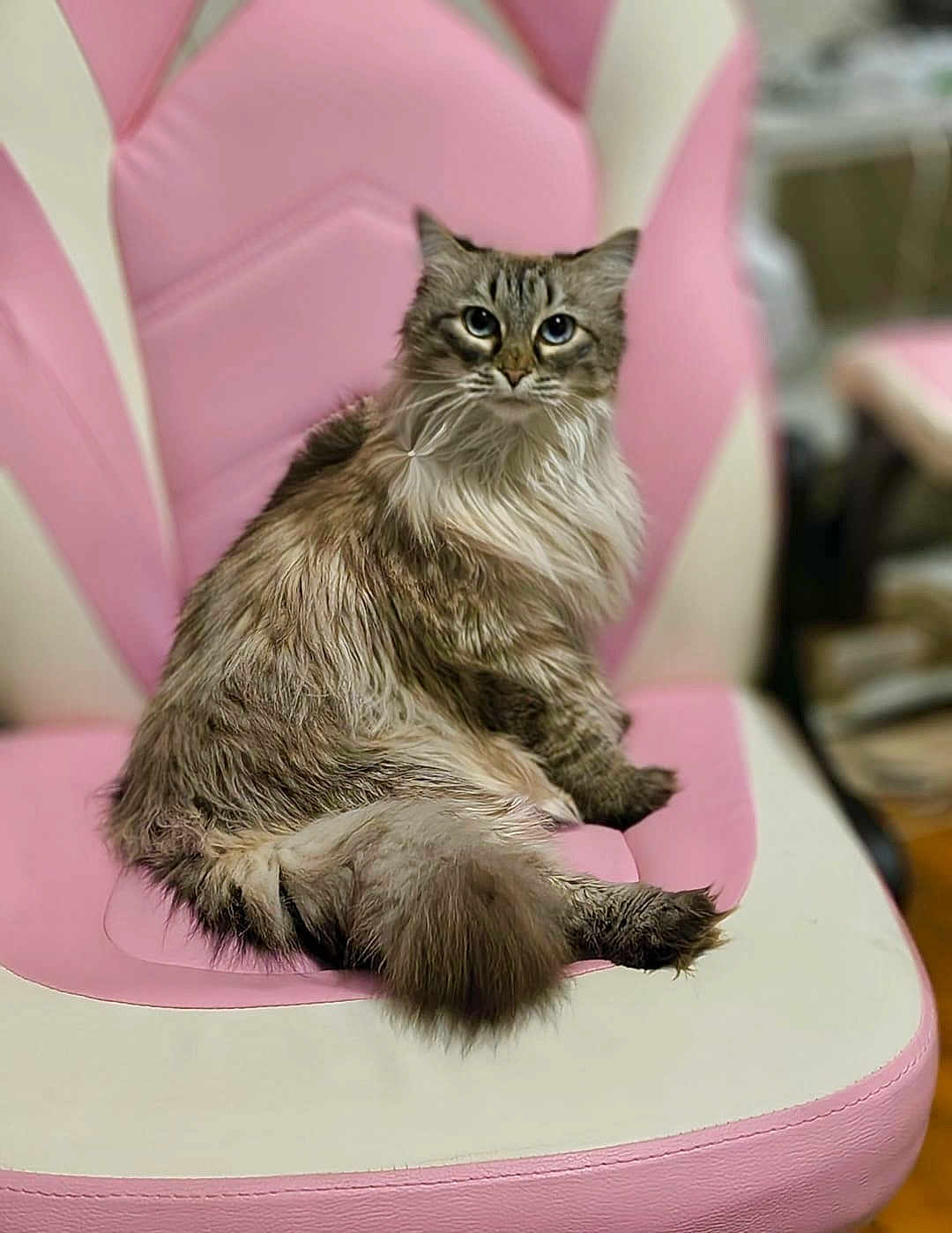 Maybelle