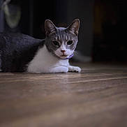 Craycray joined the competition — help win amazing prizes! animal, calm, cat, closeup, collar, domestic_cat, ears, eyes, feline, floor, gray, indoor, lying_down, pet, portrait, quiet, relaxed, whiskers, white, wooden_floor