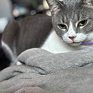 Craycray is registered to the contest to win money with this photo: cat, gray_cat, white_cat, purple_collar, blanket, soft_texture, indoor, pet, feline, closeup, relaxed, cozy, fur, animal, resting, portrait, domestic_cat, focus, blurred_background, cute