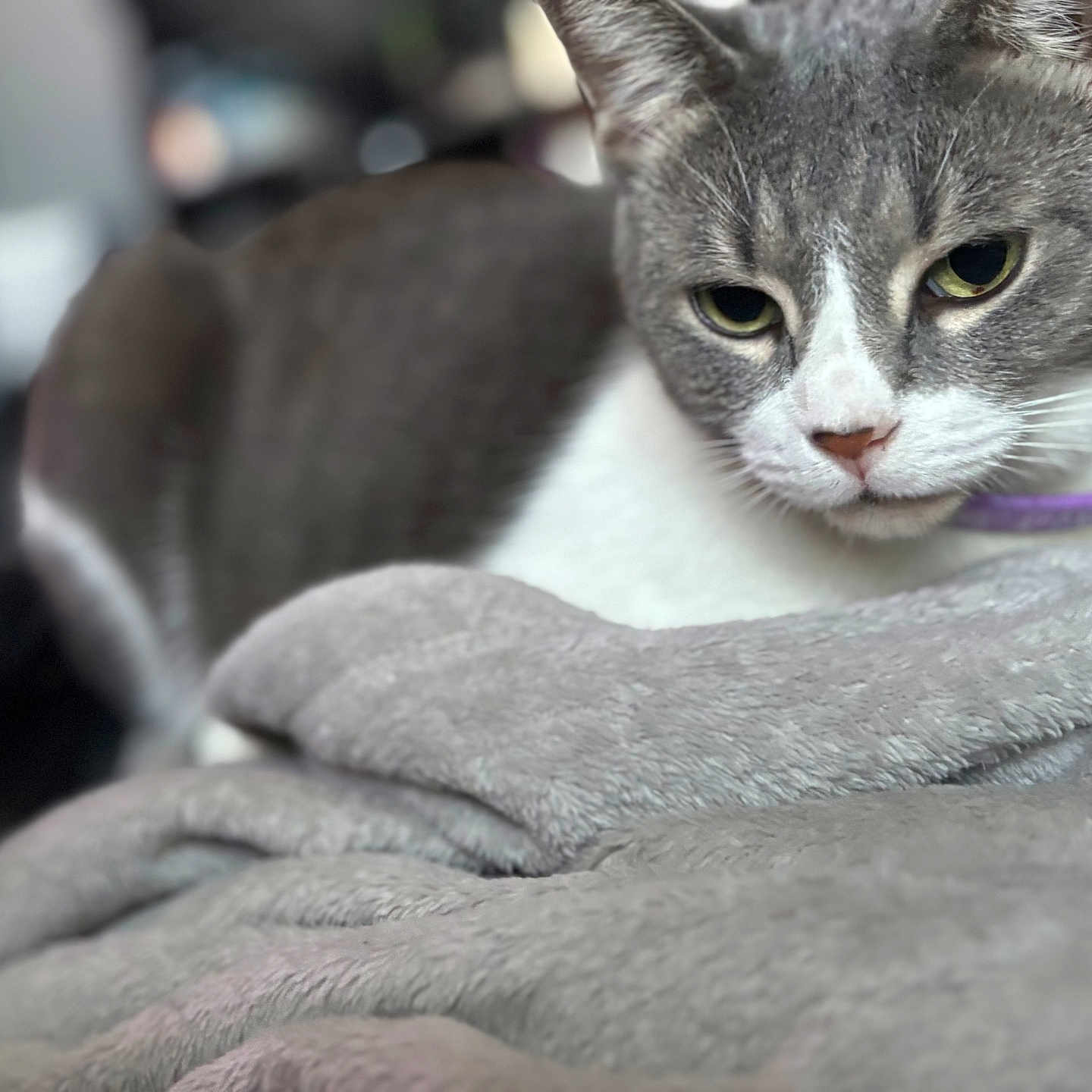 Craycray is registered to the contest to win money with this photo: animal, blanket, blurred_background, cat, closeup, cozy, cute, domestic_cat, feline, focus, fur, gray_cat, indoor, pet, portrait, purple_collar, relaxed, resting, soft_texture, white_cat