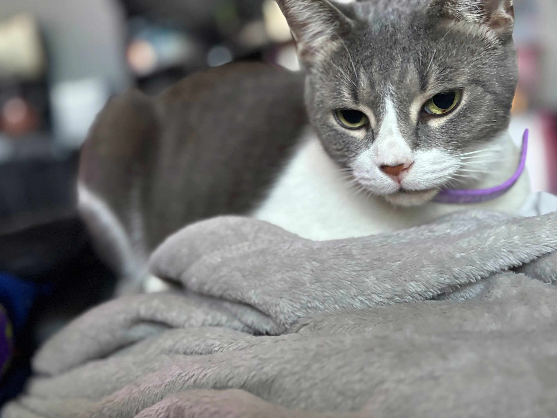 Craycray is registered to the contest to win money with this photo: cat, gray_cat, white_cat, purple_collar, blanket, soft_texture, indoor, pet, feline, closeup, relaxed, cozy, fur, animal, resting, portrait, domestic_cat, focus, blurred_background, cute