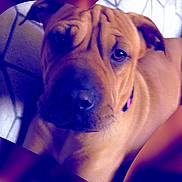 Zoey is registered to the contest to win money with this photo: dog, close_up, heart_shape, purple_tint, wrinkles, pet, canine, collar, indoor, portrait, animal, cute, fur, snout, ears, face, expression, relaxed, eyes, muzzle