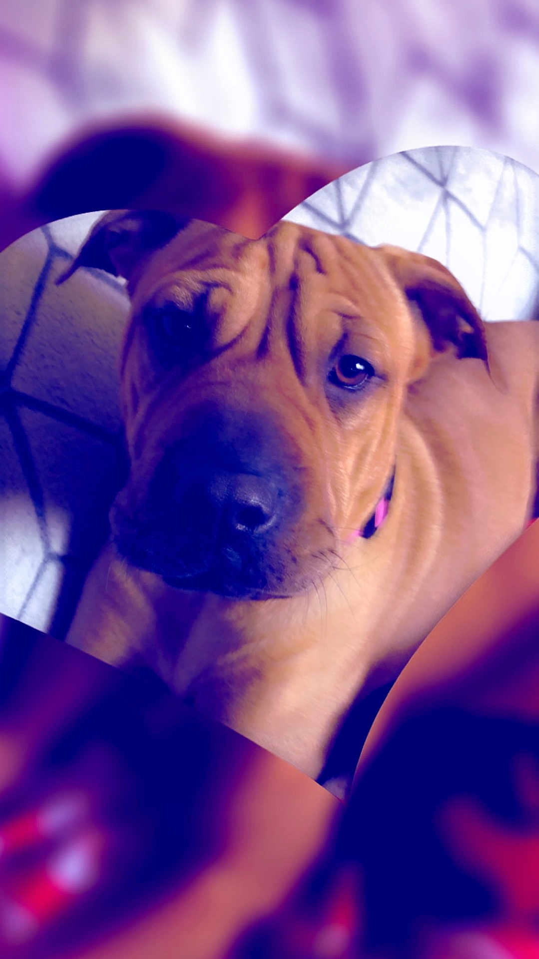 Zoey is registered to the contest to win money with this photo: dog, close_up, heart_shape, purple_tint, wrinkles, pet, canine, collar, indoor, portrait, animal, cute, fur, snout, ears, face, expression, relaxed, eyes, muzzle
