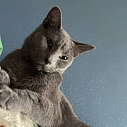 Mr. Sprinkles joined the competition — help win amazing prizes! blanket, cat, close_up, cozy, ears, eyes, feline, fur, grey_cat, home, indoor, looking_at_camera, paws, pet, portrait, relaxed, sitting, soft_texture, wall, whiskers