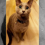 Mr. Sprinkles joined the competition — help win amazing prizes! cat, gray_cat, pet, indoor, floor, wooden_floor, collar, bell, sitting, curious, animal, feline, ears, whiskers, portrait, close_up, shadow, raindrops, black_and_white, background