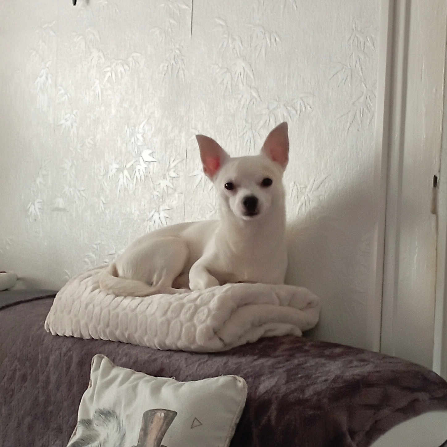 Chichi a rejoint le concours — aidez-le/la à gagner de superbes lots ! animal, bed, bedroom, blanket, canine, chihuahua, couch, cushion, dog, dogbed, eskimodog, furniture, homedecor, indoors, linen, pet, pillow, puppy, room, whitedog