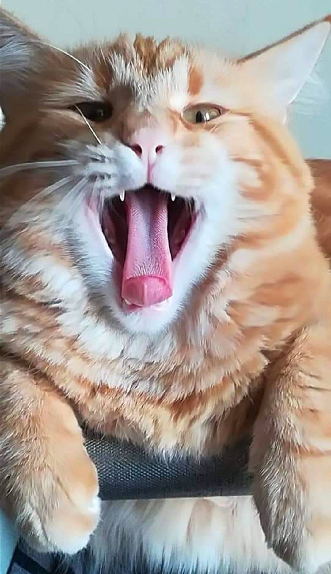 Aslan participe au concours pour gagner de l'argent avec cette photo : carnivore, cat, close_up, fang, felidae, fur, gesture, happy, jaw, paw, roar, shout, small_to_medium_sized_cats, snout, terrestrial_animal, tongue, tooth, whiskers, wildlife, yawn