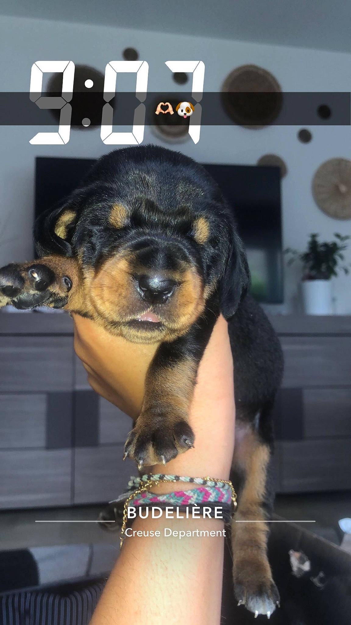 Ulko participe au concours pour gagner de l'argent avec cette photo : abdomen, canidae, carnivore, chest, companion_dog, dog, dog_breed, fashion_accessory, fawn, fur, guard_dog, houseplant, rottweiler, snout, sporting_group, tattoo, temporary_tattoo, thigh, trunk, wrist