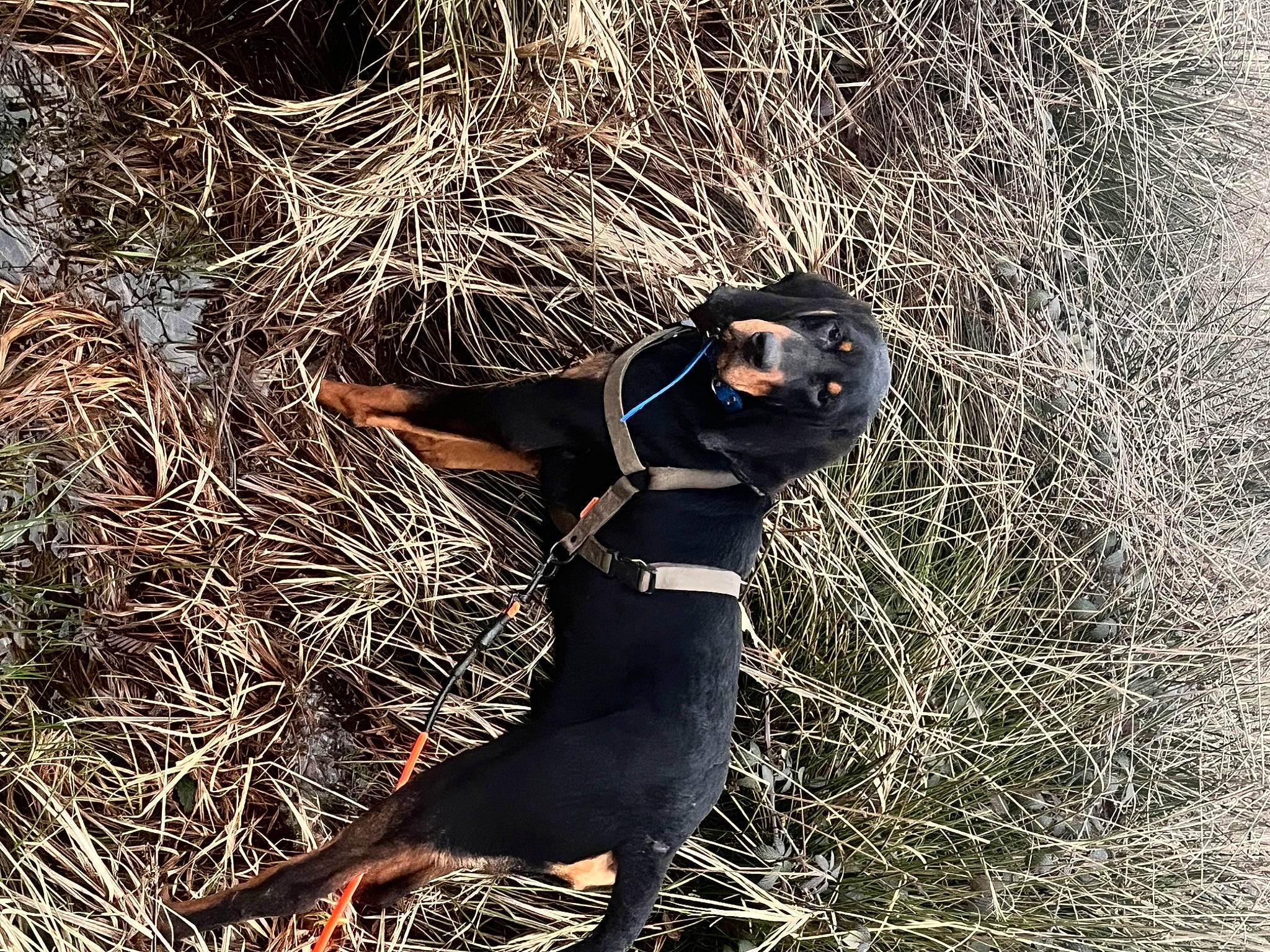 Ulko participe au concours pour gagner de l'argent avec cette photo : beak, carnivore, flightless_bird, fur, grass, people_in_nature, personal_protective_equipment, plant, soil, sunglasses, terrestrial_animal, thigh, trunk, twig, wildlife