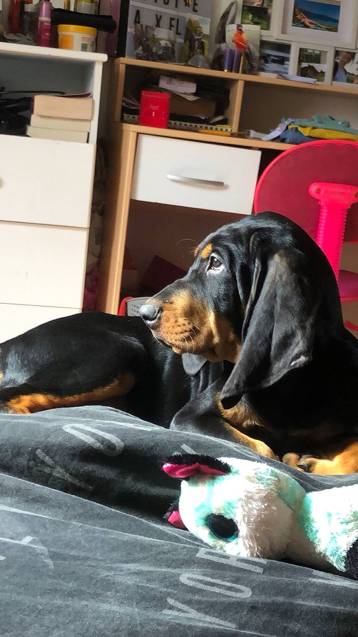 Ulko participe au concours pour gagner de l'argent avec cette photo : black_and_tan_coonhound, bookcase, canidae, carnivore, collar, comfort, companion_dog, dog, dog_breed, dog_supply, fur, guard_dog, liver, montenegrin_mountain_hound, scent_hound, shelf, snout, sporting_group, working_animal, working_dog