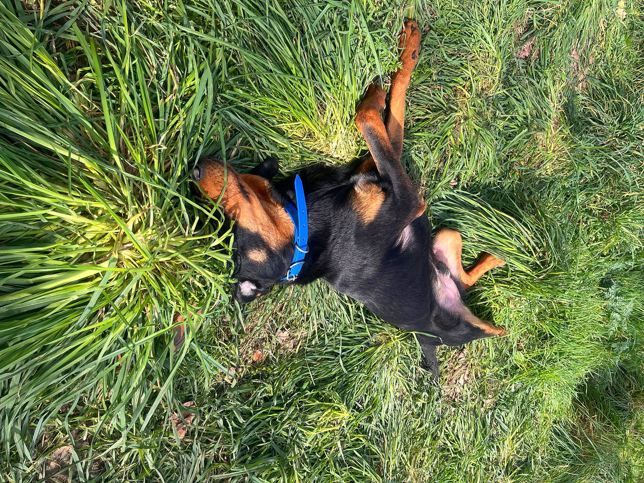 Ulko a rejoint le concours — aidez-le/la à gagner de superbes lots ! canidae, carnivore, companion_dog, dog, dog_breed, fawn, grass, guard_dog, hunting_dog, pinscher, plant, prazsky_krysarik, sporting_group, terrestrial_animal, terrestrial_plant, working_animal, working_dog