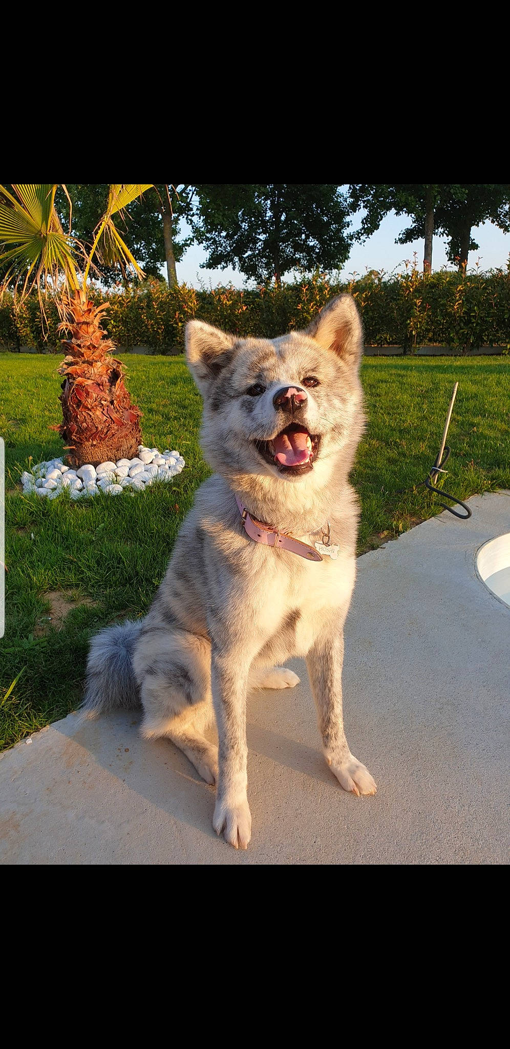 Hoshi a rejoint le concours — aidez-le/la à gagner de superbes lots ! akita, akita_inu, alaskan_malamute, ancient_dog_breeds, canadian_eskimo_dog, canidae, carnivore, czechoslovakian_wolfdog, dog, dog_breed, greenland_dog, mammal, native_american_indian_dog, northern_inuit_dog, rare_breed_dog, saarloos_wolfdog, siberian_husky, tamaskan_dog, vertebrate, wolfdog