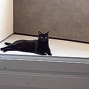 Nébula a rejoint le concours — aidez-le/la à gagner de superbes lots ! abyssinian, animal, blackcat, cat, egyptiancat, kitten, manx, pet, window, windowsill