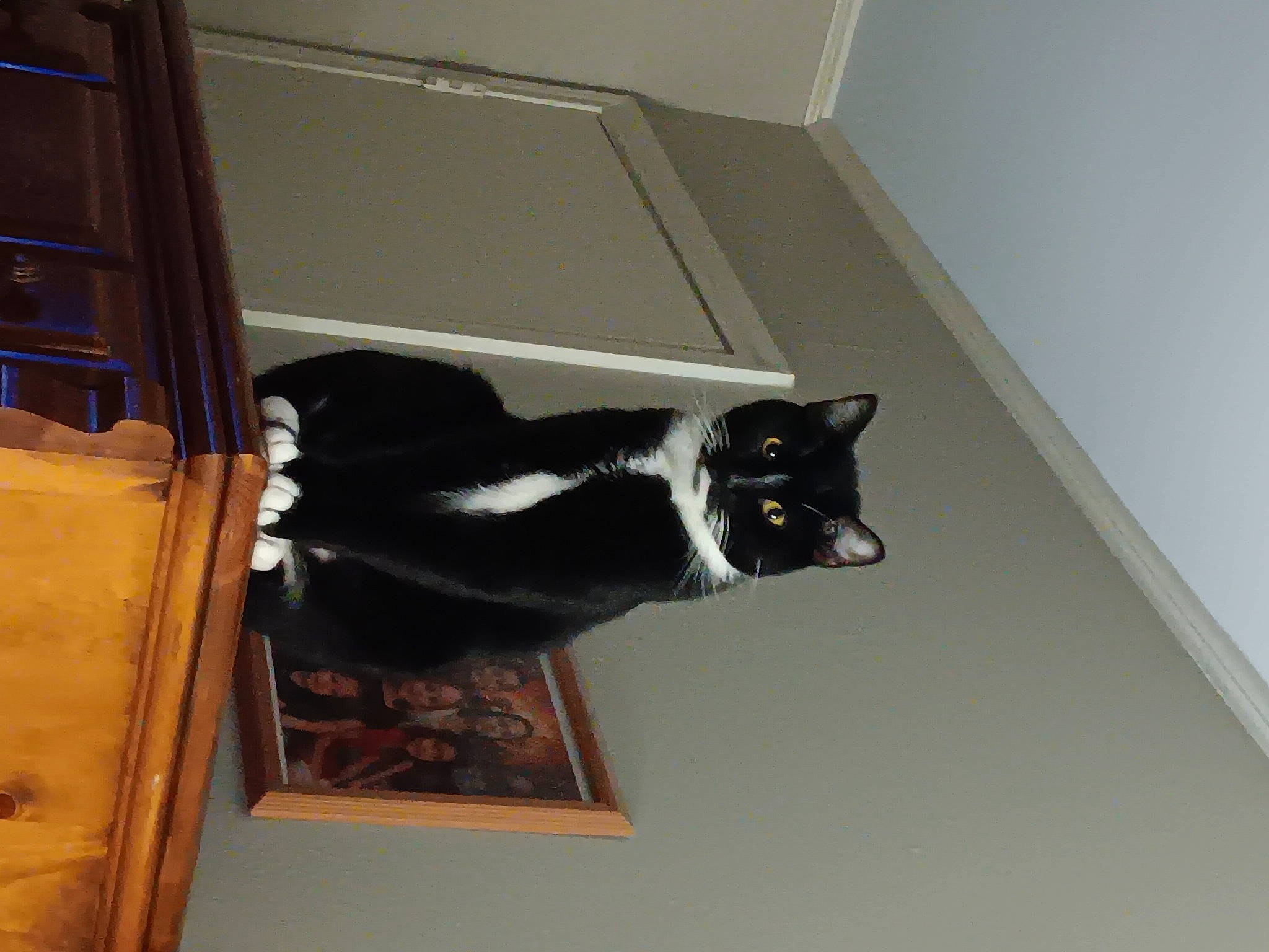 Milo joined the competition — help win amazing prizes! black_cat, carnivore, cat, cat_supply, domestic_short_haired_cat, felidae, floor, flooring, fur, hardwood, room, small_to_medium_sized_cats, stairs, tail, whiskers, window, wood