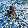 animal, canine, cold, collar, curious, daylight, dog, field, fur, grass, ground, leash, nature, outdoor, paw, pet, playful, snow, standing, winter