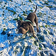 Cairo joined the competition — help win amazing prizes! animal, canine, curious, daylight, dog, footwear, grass, green_harness, ground, looking_up, nature, outdoor, paw_prints, person, pet, playful, shadow, snow, sole, winter