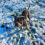 animal, canine, curious, daylight, dog, footwear, grass, green_harness, ground, looking_up, nature, outdoor, paw_prints, person, pet, playful, shadow, snow, sole, winter