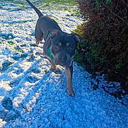 Cairo joined the competition — help win amazing prizes! dog, snow, grass, bush, tree, outdoor, pet, animal, sunlight, shadow, winter, nature, greenery, canine, walking, daytime, garden, leafless_tree, red_berries, teal_harness