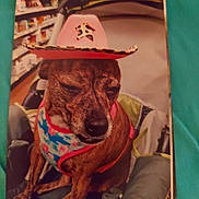 Tesla is registered to the contest to win money with this photo: accessory, animal, brown_dog, carrier, closeup, costume, cowboy_hat, cute, dog, floral_pattern, indoor, pet, portrait, shopping_aisle, sitting, sleepy, small_dog, store_shelves, stroller, vest