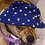 dog, hat, blue_hat, stars, purple_collar, pet, animal, closeup, face, fur, brown_fur, whiskers, cute, indoors, portrait, looking_away, accessory, domestic_animal, wearing_hat, canine