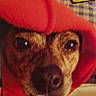 animal, canine, closeup, clothing, cozy, cute, dog, expression, eyes, face, fur, headwear, hoodie, indoor, muzzle, nose, pet, portrait, red_clothing, warm