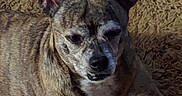 Tesla joined the competition — help win amazing prizes! animal, brindle, brown, canine, carpet, closeup, companion, cute, dog, domestic, ears, fur, indoor, lying_down, muzzle, pet, portrait, relaxed, resting, texture