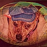 animal, blurred_background, brown, bubble, cage, cap, closeup, collar, colorful, cute, dog, face, hat, indoor, looking, net, pattern, pet, portrait, sphere