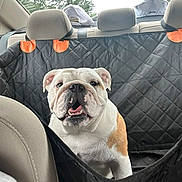 Bella is registered to the contest to win money with this photo: animal, backseat, bulldog, canine, car, car_interior, dog, ears, fur, happy, hat, mouth, pet, seat_cover, smiling, tongue, transport, trees, vehicle, window