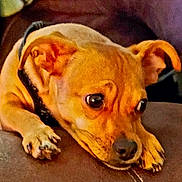 Bella is registered to the contest to win money with this photo: big_eyes, brown_fur, close_up, collar, couch, dog, domestic_animal, ear, furniture, indoor, leather, muzzle, nails, paw, pet, phone, portrait, relaxed, small_dog, tan_fur