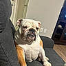 Bella joined the competition — help win amazing prizes! animal, brown_and_white, bulldog, cabinet, companion, couch, cute, dog, door, furniture, home, indoor, light_switch, living_room, paw, pet, portrait, relaxed, sitting, wooden_floor