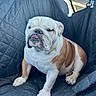 Bella is registered to the contest to win money with this photo: animal, brown_and_white, car_interior, car_seat, companion, cute, dog, domestic_animal, english_bulldog, furry, leather, paw, pet, pet_hair, portrait, quilted_cover, seatbelt, sitting, tongue_out, vehicle
