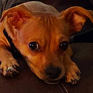 Dakota joined the competition — help win amazing prizes! dog, brown_dog, close_up, pet, animal, canine, lying_down, ears, face, paws, fur, looking, indoors, cute, expression, small_dog, nose, whiskers, black_nose, eyes