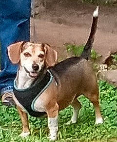 Marlee joined the competition — help win amazing prizes! ancient_dog_breeds, canidae, carnivore, collar, companion_dog, dog, dog_breed, dog_collar, dog_supply, fawn, grass, hunting_dog, pet_supply, photo_caption, plant, snout, sporting_group, tail, terrestrial_animal, working_animal