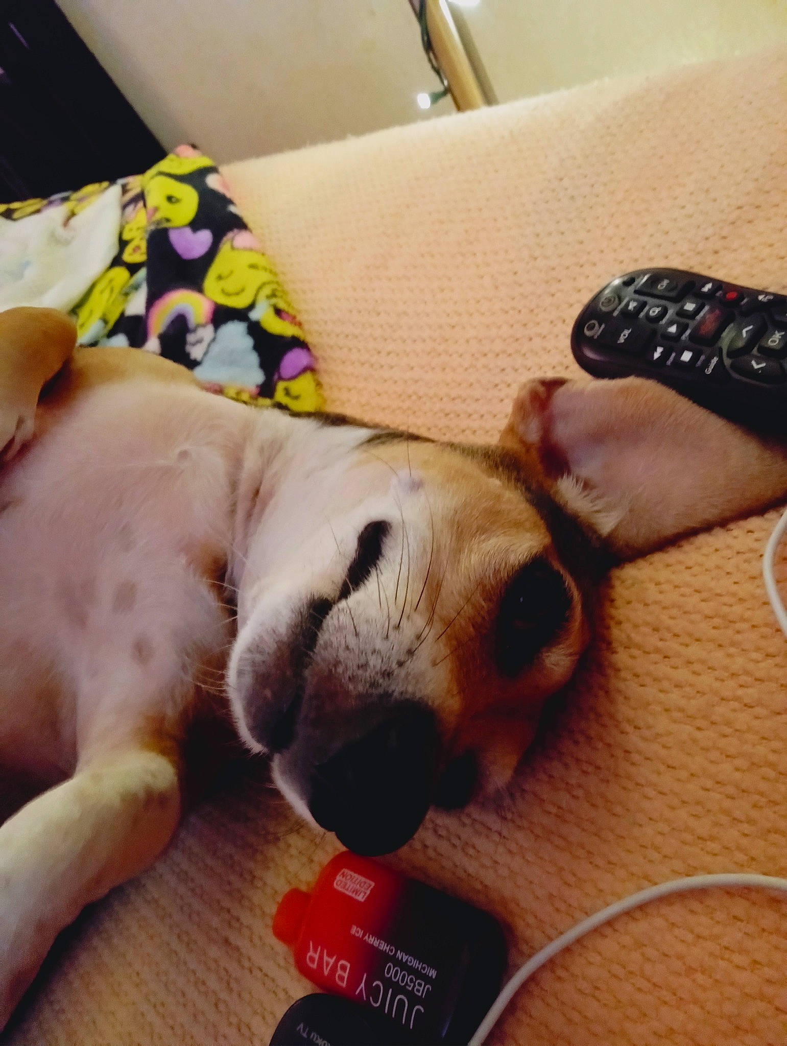 Marlee is registered to the contest to win money with this photo: canidae, carnivore, comfort, companion_dog, couch, dog, dog_breed, ear, fashion_accessory, fawn, flooring, fur, mammal, paw, puppy_love, selfie, snout, sporting_group, whiskers, working_animal