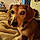 Marlee