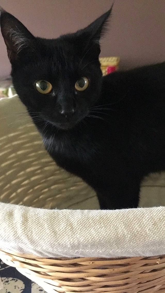 Luna joined the competition — help win amazing prizes! black_cat, bombay, carnivore, cat, cat_supply, comfort, domestic_short_haired_cat, felidae, fur, linens, small_to_medium_sized_cats, tail, terrestrial_animal, whiskers