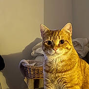 Arev a rejoint le concours — aidez-le/la à gagner de superbes lots ! animal, basket, cat, cozy, curious, domestic, ears, eyes, feline, fur, household, indoor, laundry, mammal, orange_tabby, pet, portrait, shadow, warm_light, whiskers