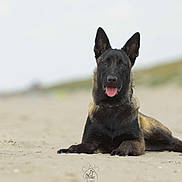 Athéna a rejoint le concours — aidez-le/la à gagner de superbes lots ! dog, canine, beach, sand, lying_down, panting, animal, pet, outdoor, nature, black_coat, tan_coat, ears_up, tongue_out, muzzle, alert, portrait, relaxed, daytime, fur