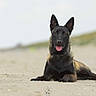 dog, canine, beach, sand, lying_down, panting, animal, pet, outdoor, nature, black_coat, tan_coat, ears_up, tongue_out, muzzle, alert, portrait, relaxed, daytime, fur