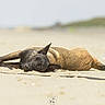 Athéna participe au concours pour gagner de l'argent avec cette photo : dog, lying_down, beach, sand, outdoor, animal, pet, relaxed, brown_fur, black_fur, collar, canine, nature, daylight, calm, resting, closeup, portrait, sunlight, leash