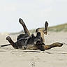 Athéna a rejoint le concours — aidez-le/la à gagner de superbes lots ! dog, sand, beach, outdoor, playful, animal, canine, leash, rolling, fun, nature, daylight, pet, happy, fur, muzzle, ears, tail, paws, relaxation