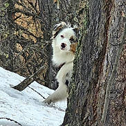 Bounty a rejoint le concours — aidez-le/la à gagner de superbes lots ! dog, white_dog, black_and_white, snow, forest, woodland, tree, tree_trunk, outdoors, nature, animal, pet, canine, fluffy, peeking, portrait, winter, snowy, wildlife, countryside