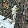 dog, white_dog, black_and_white, snow, forest, woodland, tree, tree_trunk, outdoors, nature, animal, pet, canine, fluffy, peeking, portrait, winter, snowy, wildlife, countryside