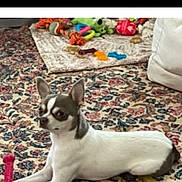 Grayson joined the competition — help win amazing prizes! dog, chihuahua, pet, indoor, carpet, toy, plaything, furniture, alert, small_dog, lying_down, animal, household, home, cute, ears, white, brown, patterned_rug, resting