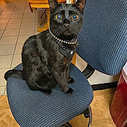 Thackery Binx joined the competition — help win amazing prizes! black_cat, cat, pet, indoor, chair, office_chair, blue_chair, flooring, wood_floor, tile_floor, collar, harness, furniture, table, domestic_cat, wide_eyes, sitting, looking_up, curious, animal