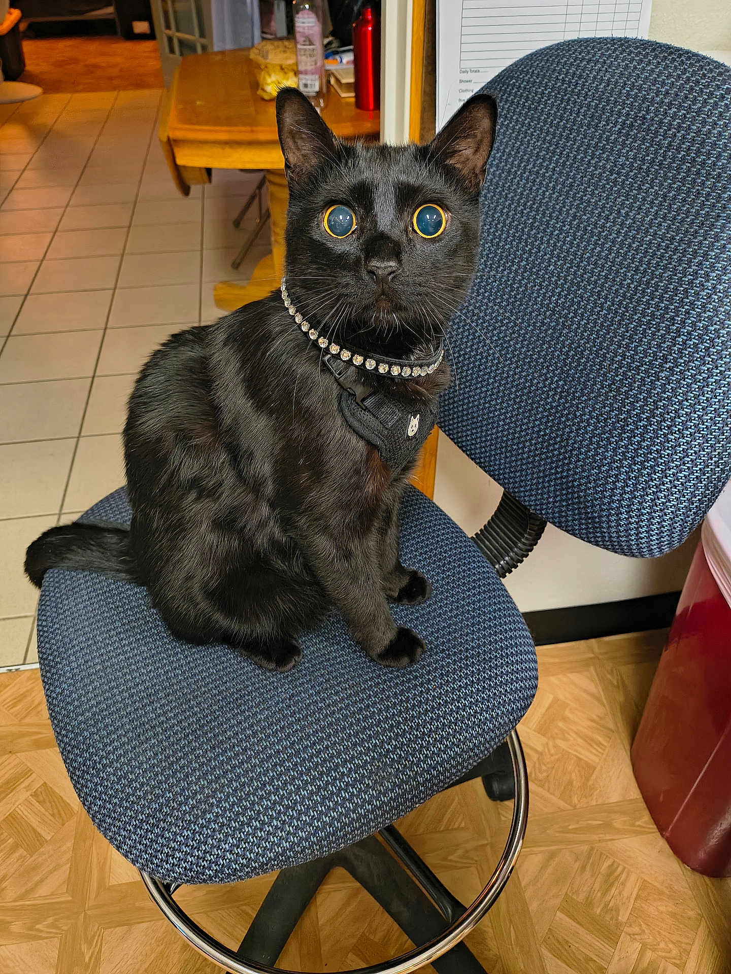 Thackery Binx joined the competition — help win amazing prizes! black_cat, cat, pet, indoor, chair, office_chair, blue_chair, flooring, wood_floor, tile_floor, collar, harness, furniture, table, domestic_cat, wide_eyes, sitting, looking_up, curious, animal