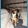 Brutus is registered to the contest to win money with this photo: adult, animal, bed, bedroom, canine, cushion, dog, face, furniture, head, homedecor, hound, indoors, interiordesign, male, man, person, pet, puppy, room