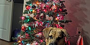 Brutus joined the competition — help win amazing prizes! accessories, animal, architecture, building, canine, christmas, christmasdecorations, dog, festival, fir, furniture, hardwood, hound, indoors, livingroom, pet, plant, room, tree, wood