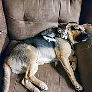 Brutus is registered to the contest to win money with this photo: animal, armchair, blanket, canine, cat, chair, couch, cushion, dog, fox, furniture, germanshepherd, homedecor, hound, husky, kitten, person, pet, puppy, sleeping