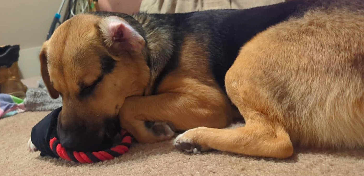 Brutus joined the competition — help win amazing prizes! animal, ball, beagle, bear, blanket, canine, dog, football, germanshepherd, goldenretriever, hound, indoors, labradorretriever, person, pet, puppy, sleeping, snout, soccer, soccerball